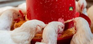 Read more about the article The Foundation of Responsible Animal Welfare Practices